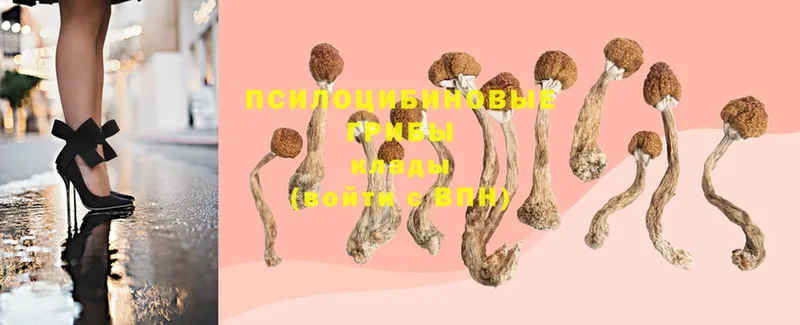 Галлюциногенные грибы Psilocybine cubensis Котельники